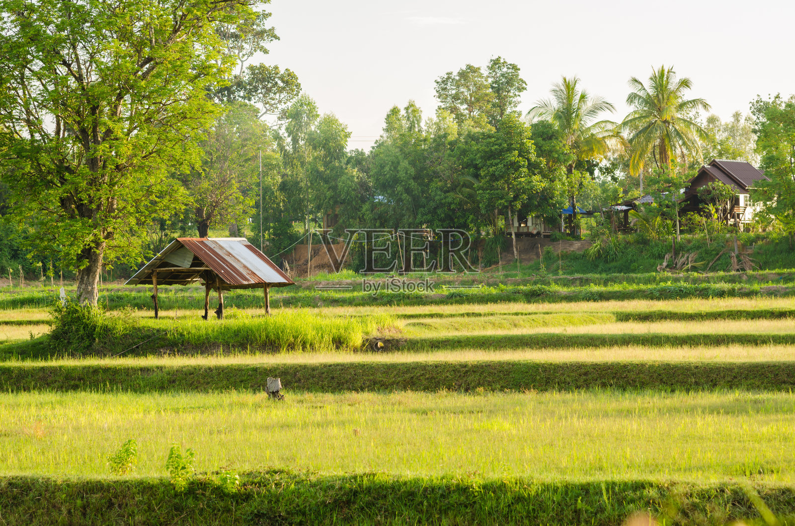 稻田照片摄影图片