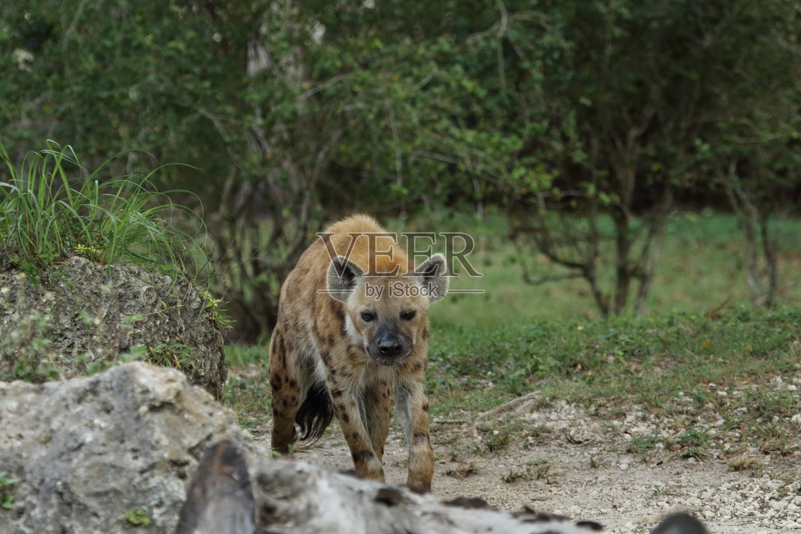 笑鬣狗照片摄影图片