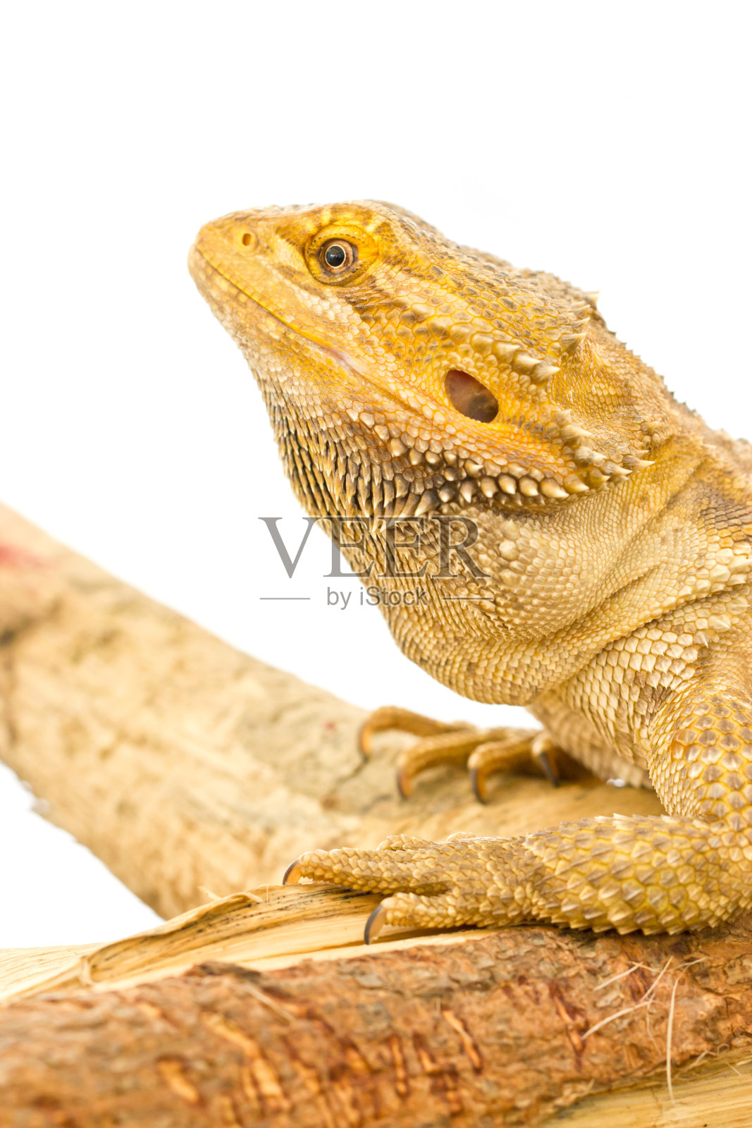 近距离的大胡子龙孤立在白色。照片摄影图片