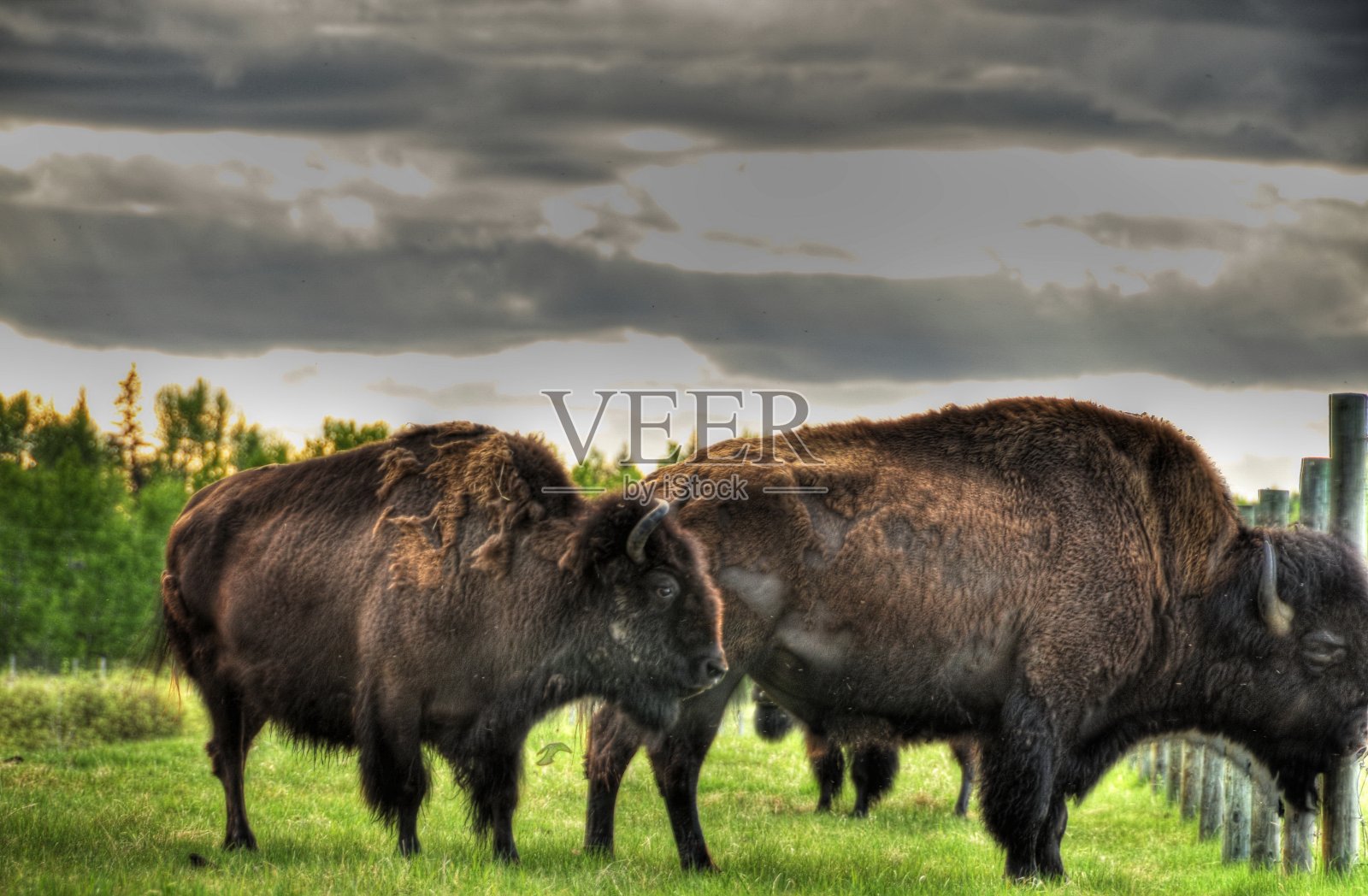加拿大大草原的野牛照片摄影图片