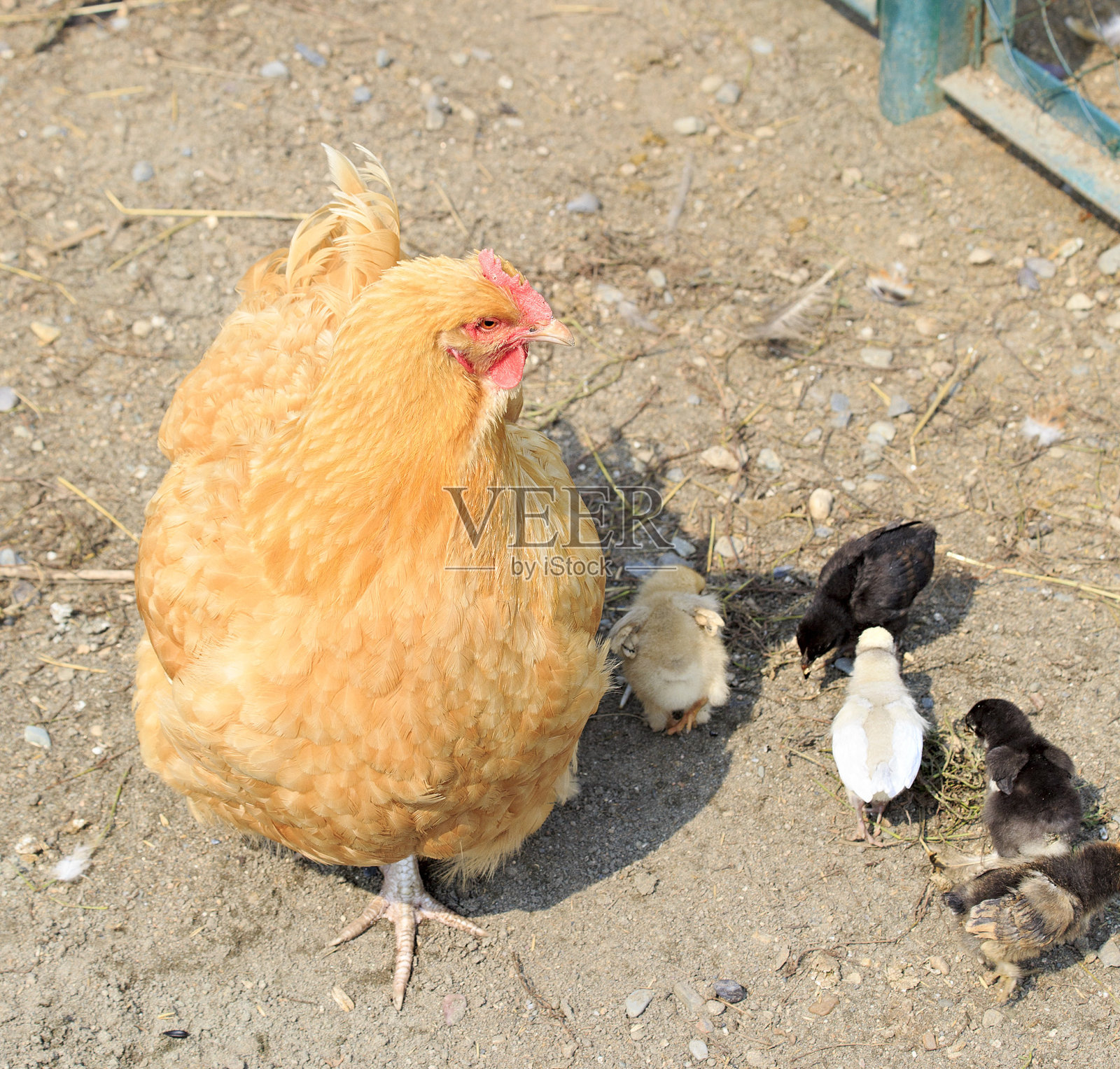 红发鸡。照片摄影图片