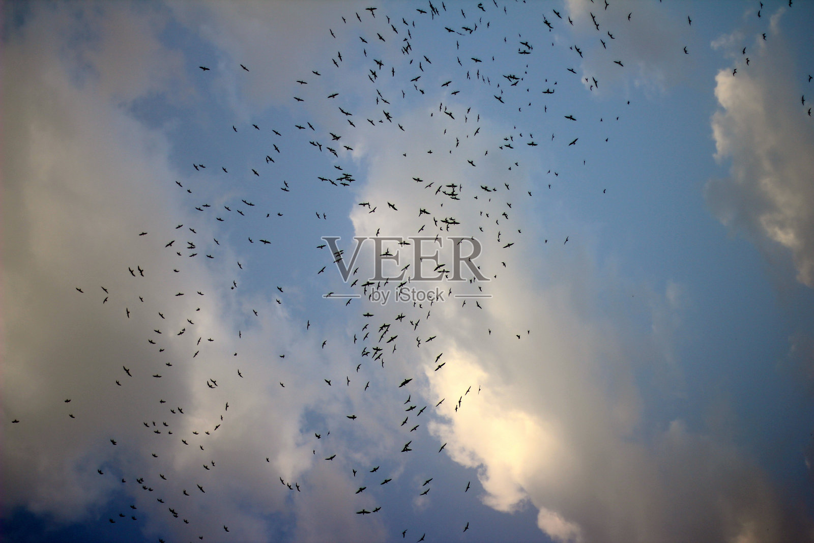 鸟照片摄影图片