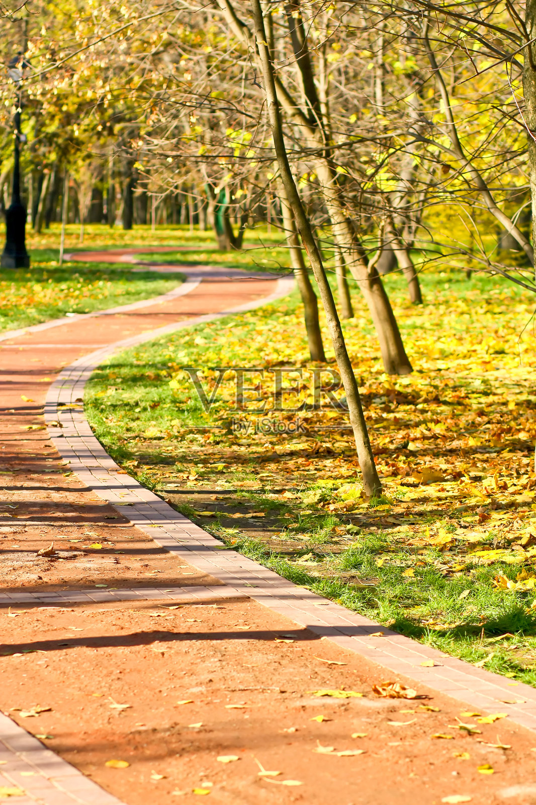 美丽的递减小路槽树照片摄影图片