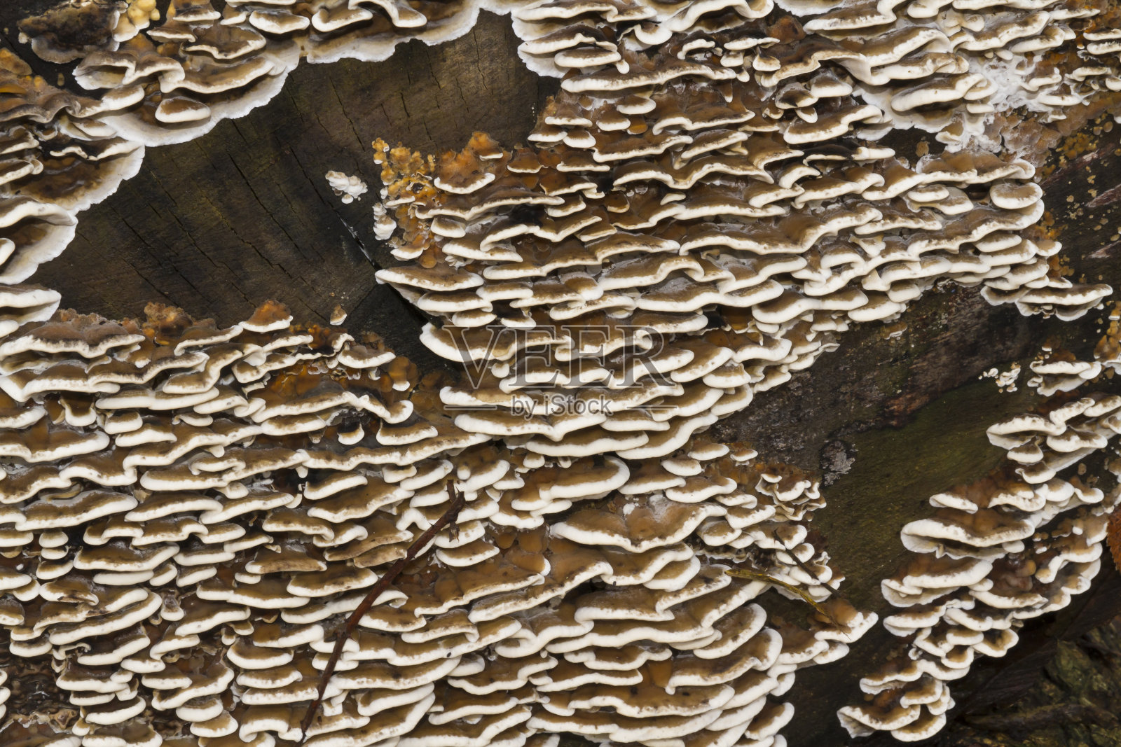 云纹科里奥,多带Polypore,英国真菌。关闭了。照片摄影图片