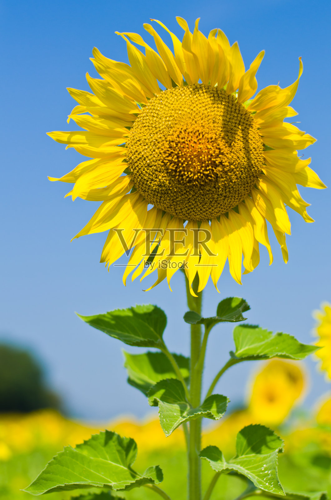 美丽的向日葵田照片摄影图片
