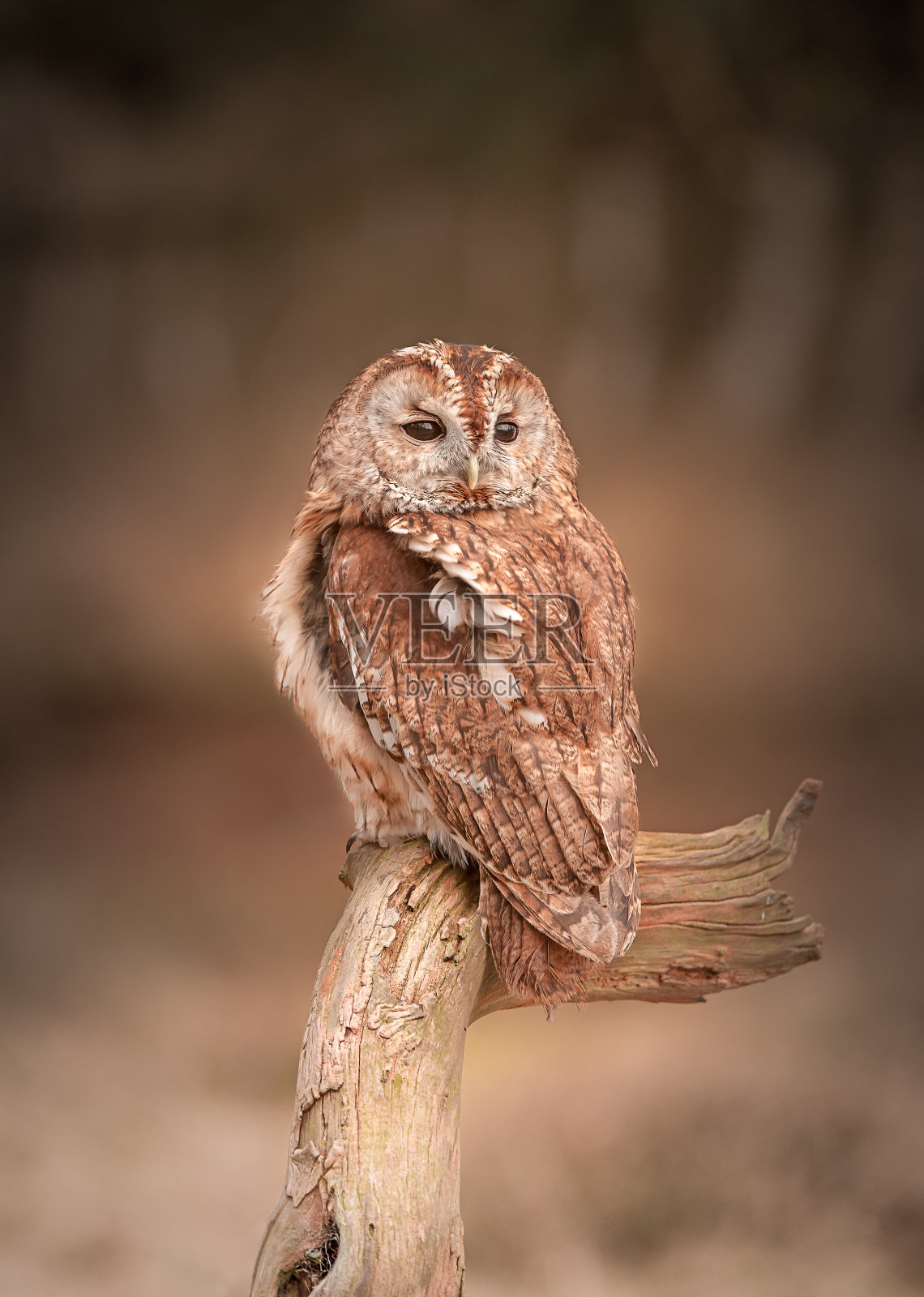 白羊座的支柱照片摄影图片