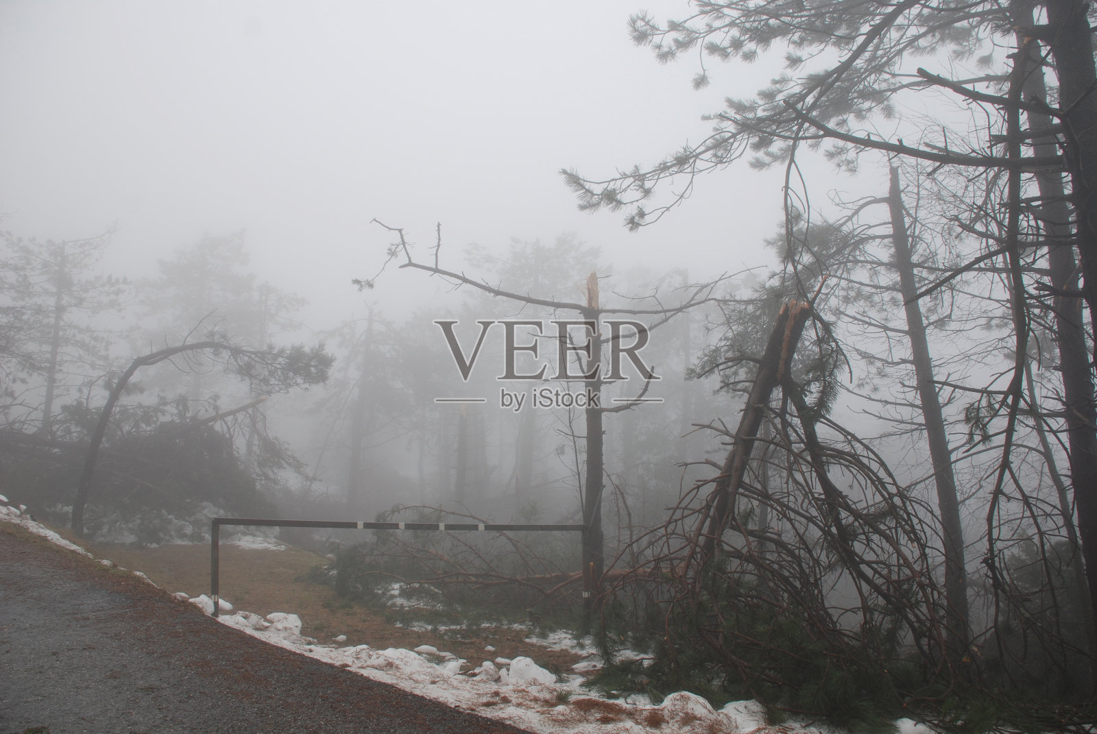 Canebola地区被雾凇破坏的树木照片摄影图片