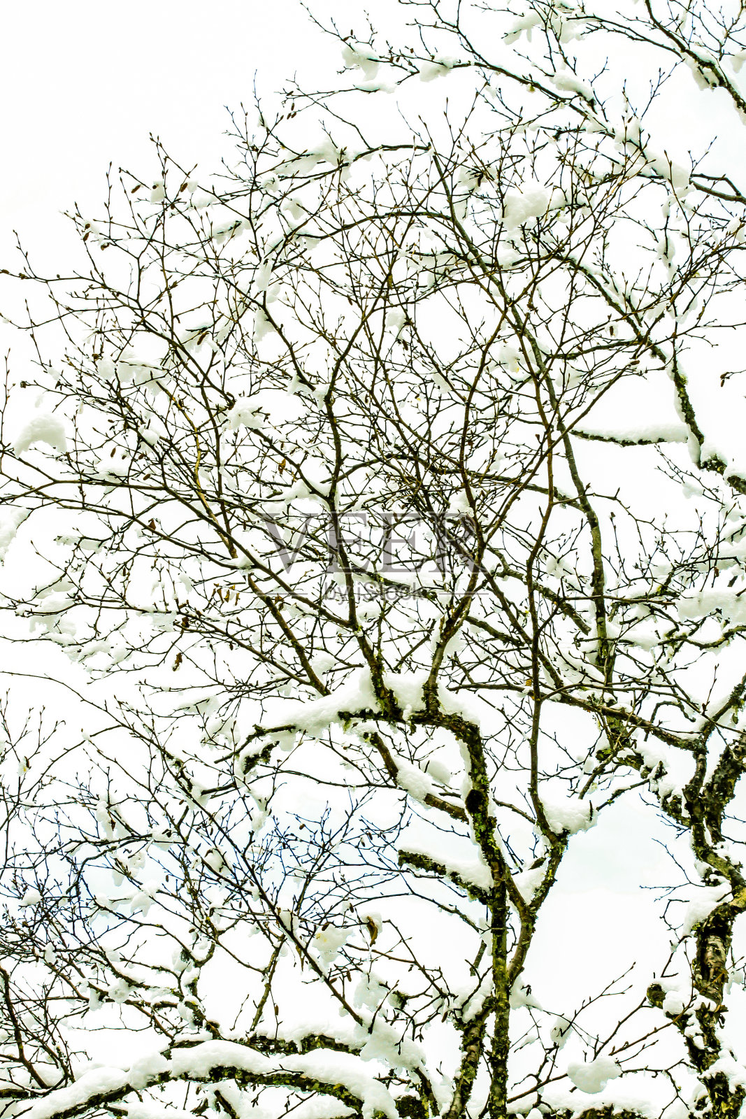 中国四川的雪林照片摄影图片