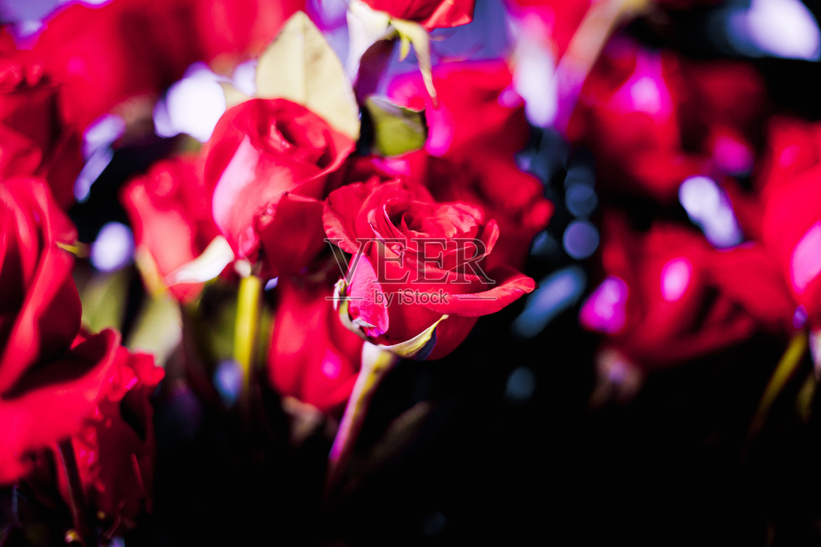 玫瑰照片摄影图片