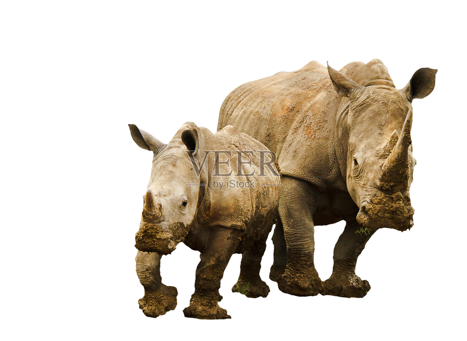 犀牛妈妈和犀牛宝宝照片摄影图片