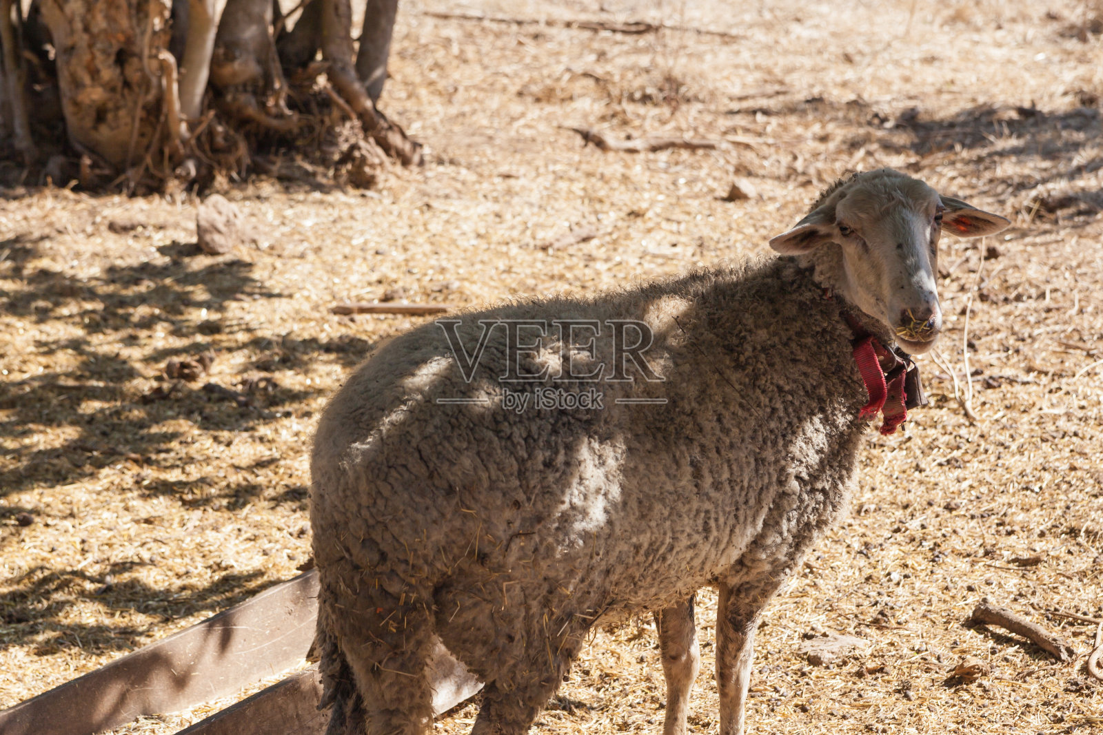 土耳其Kayakoy鬼城里的羊照片摄影图片