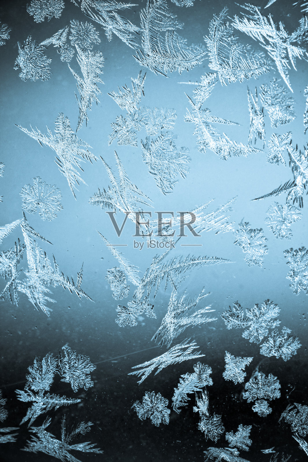 冰冷的花照片摄影图片