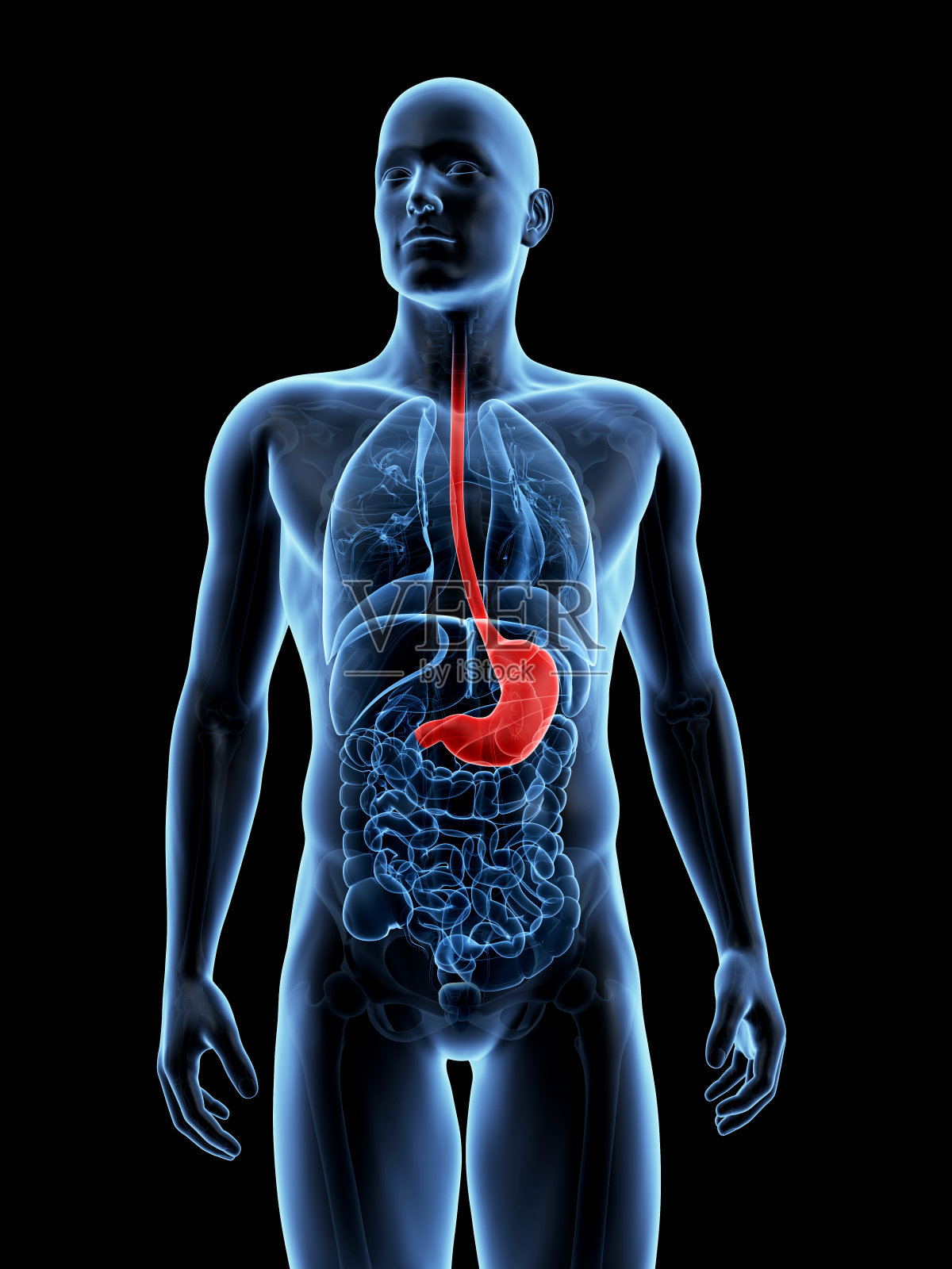 胃照片摄影图片