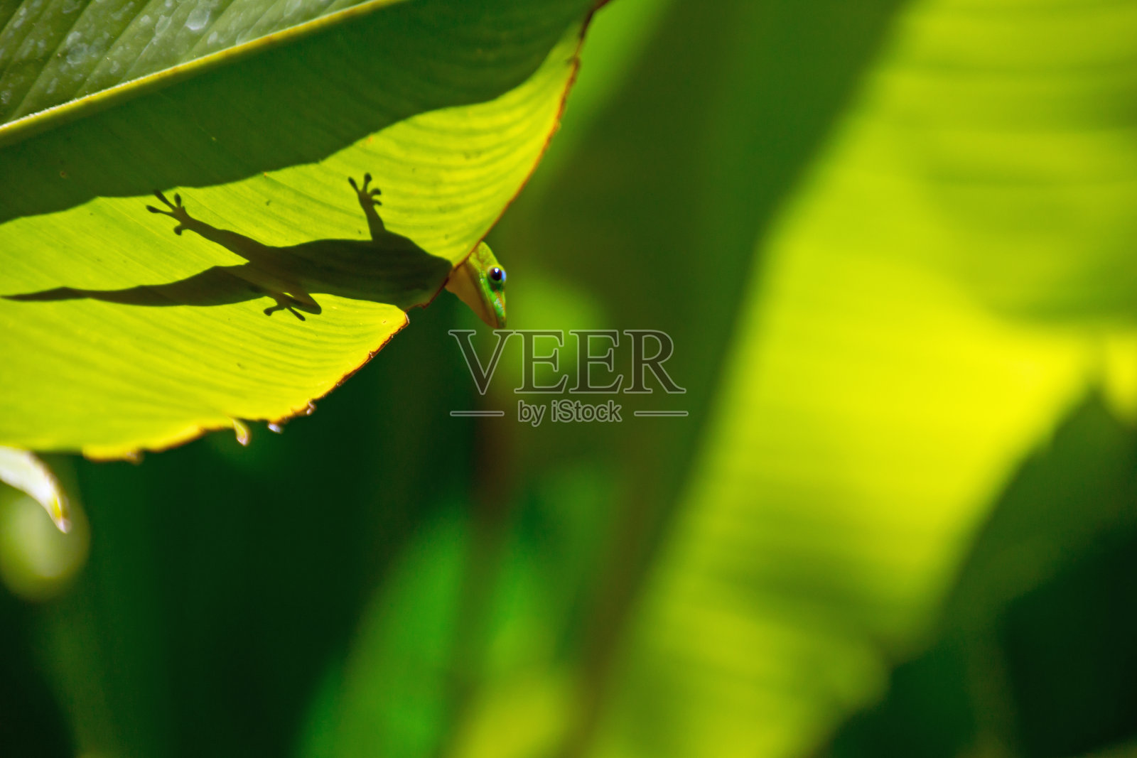 蜥蜴照片摄影图片