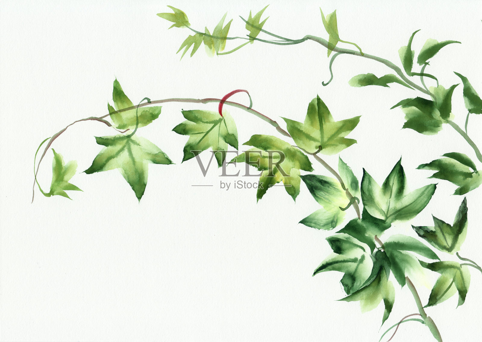 常青藤叶子插画图片素材