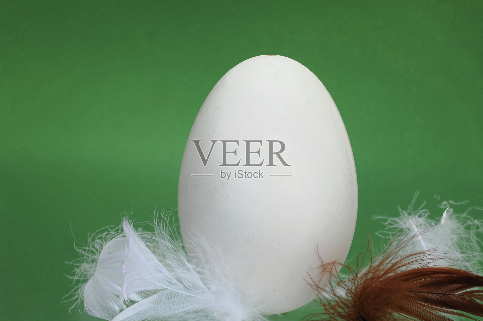 有羽毛的白色复活节彩蛋照片摄影图片