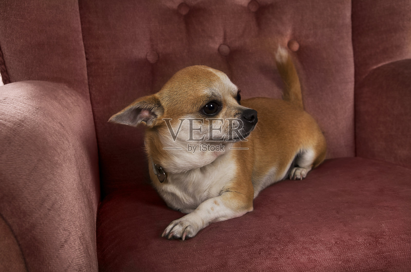 滑稽可爱的吉娃娃狗躺在椅子的侧面左边照片摄影图片