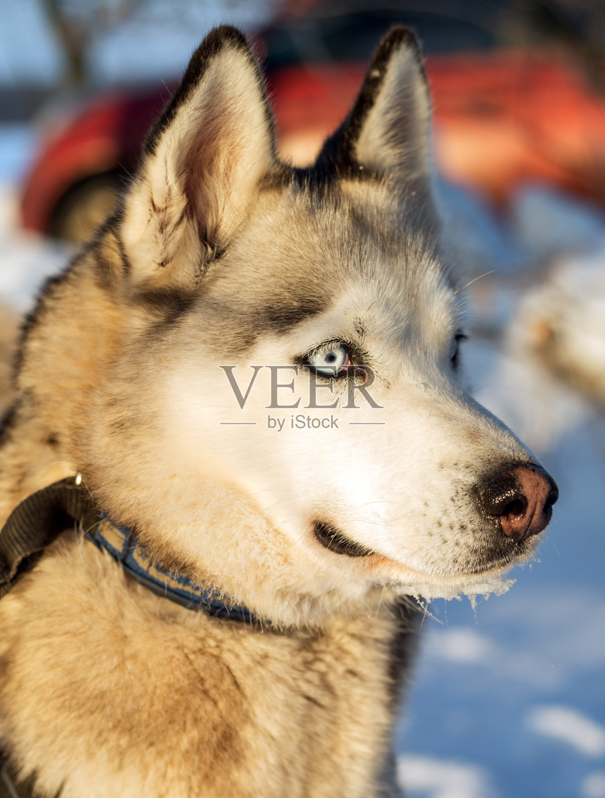 西伯利亚雪橇犬照片摄影图片