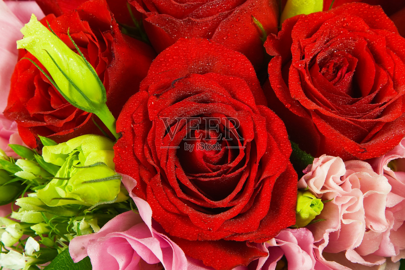 玫瑰照片摄影图片