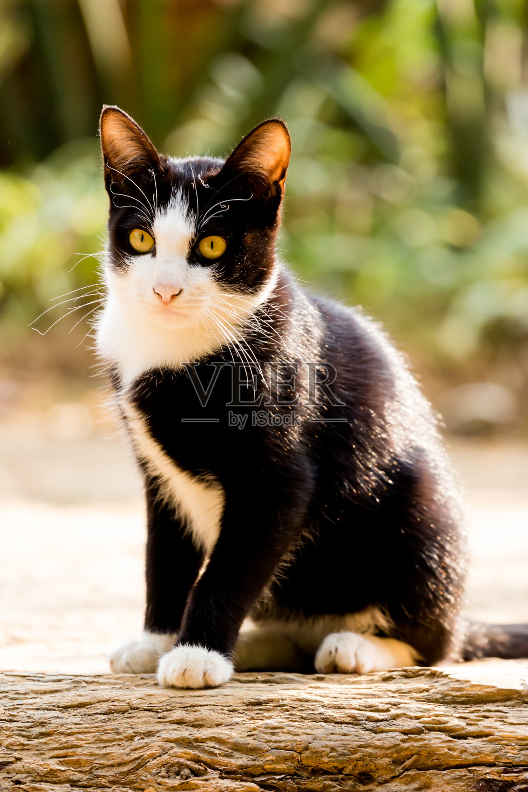 泰国的猫照片摄影图片