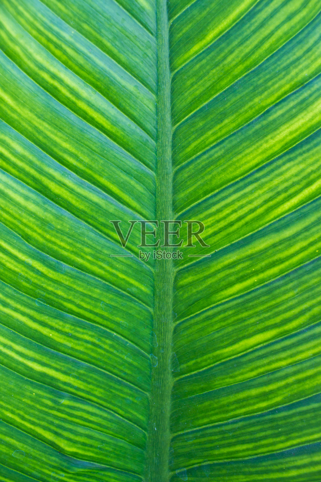 绿色叶子的纹理作为背景照片摄影图片