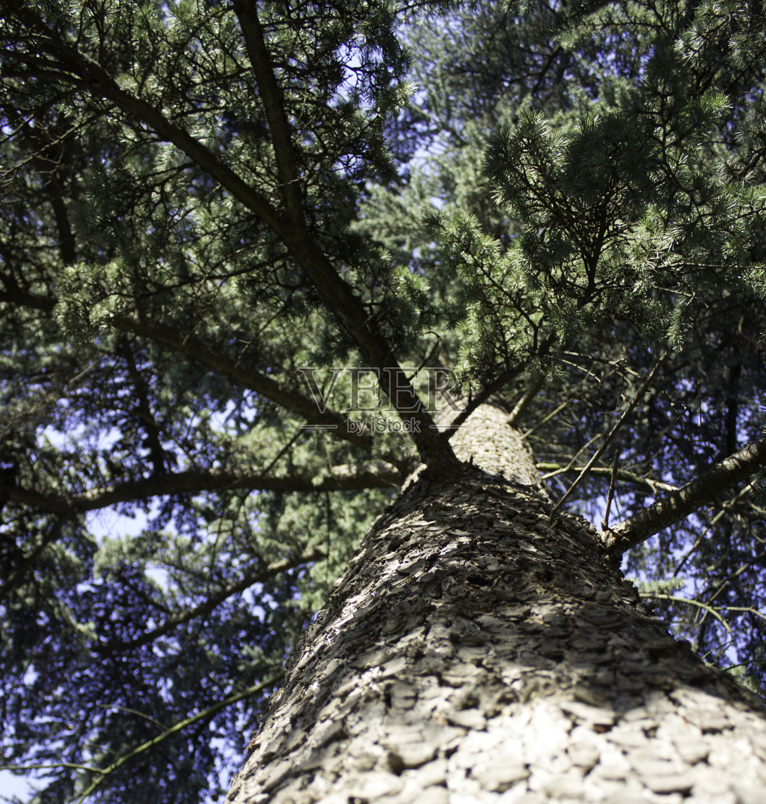 巨大的常青树照片摄影图片