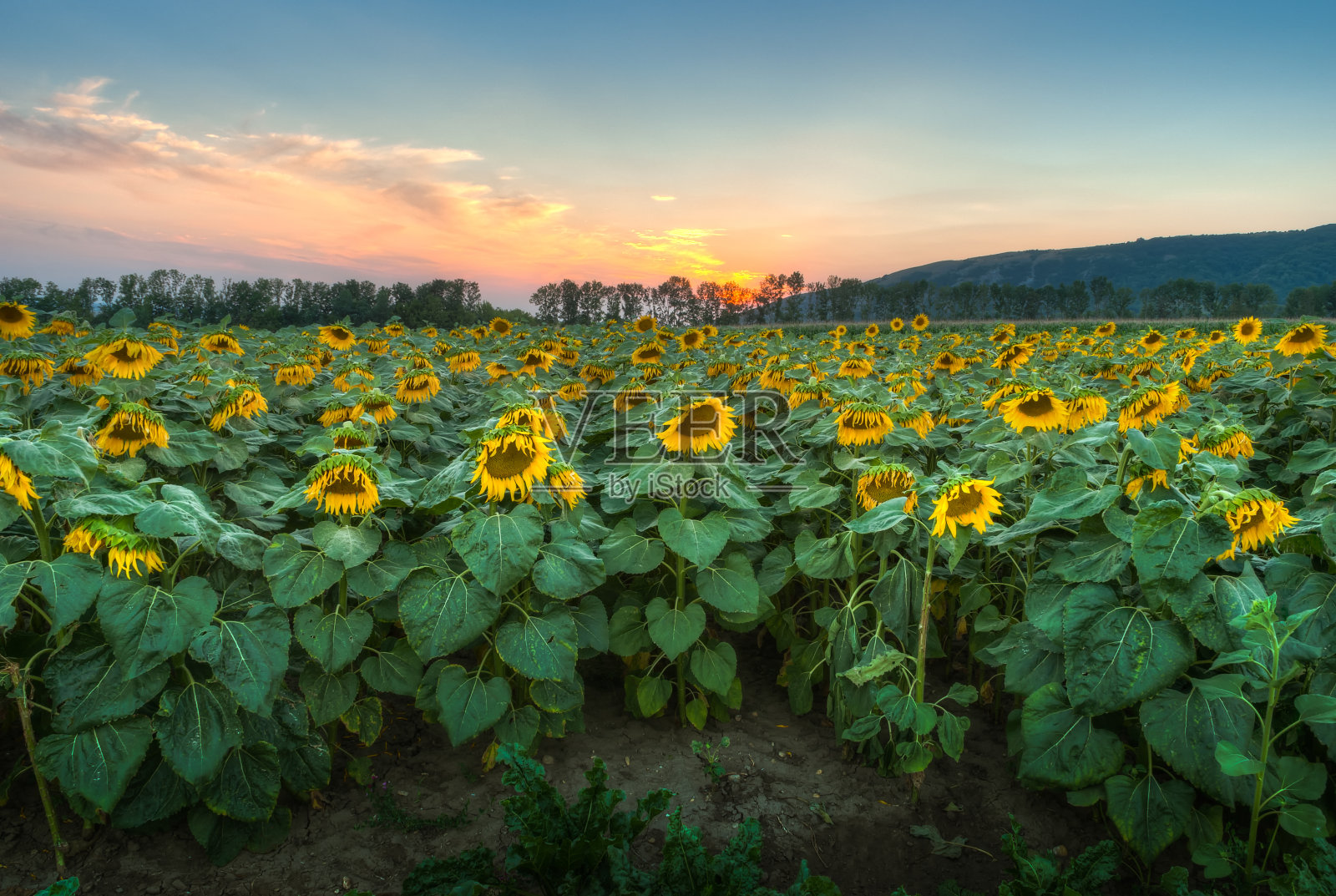 夕阳下的向日葵田照片摄影图片