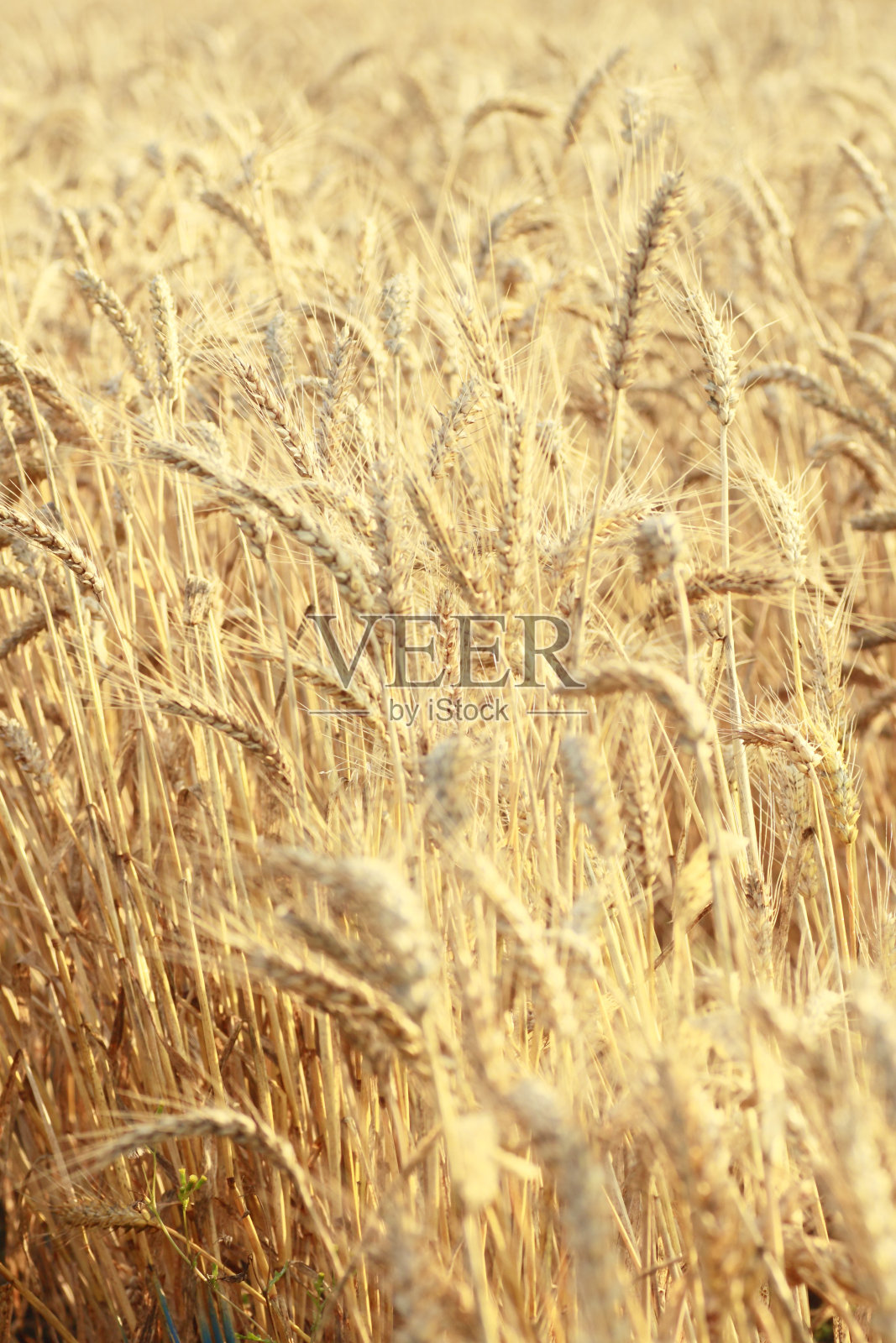 旁边的麦田照片摄影图片