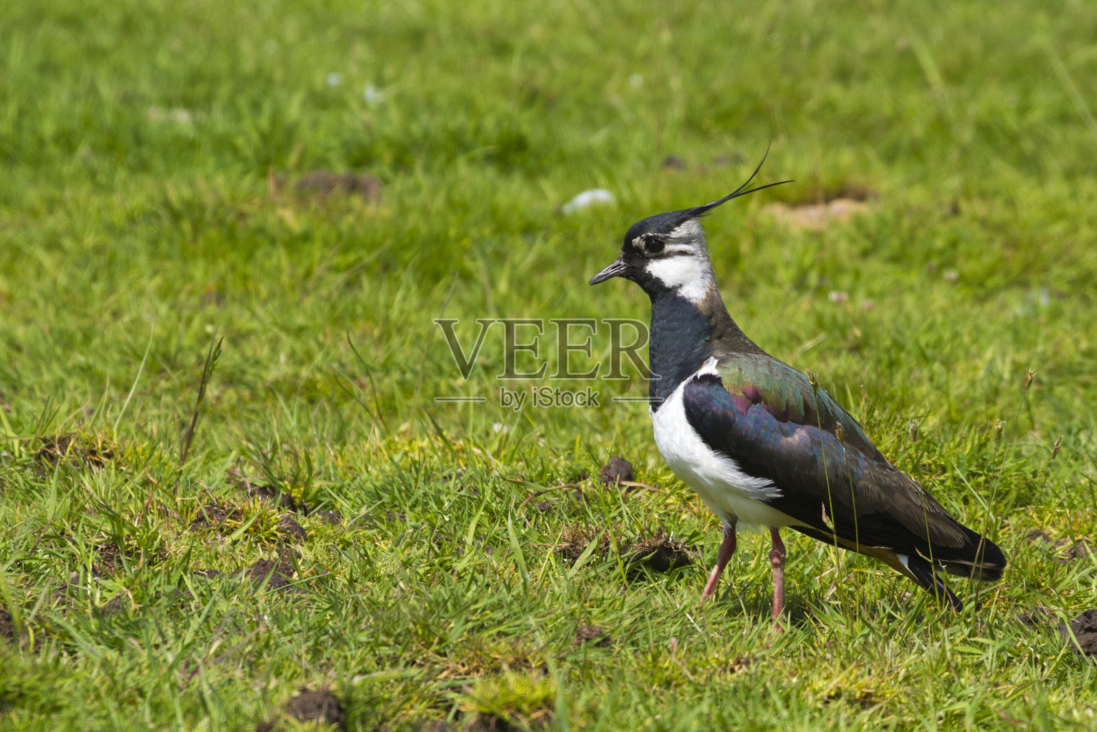 拉普温(瓦努卢斯-瓦努卢斯)照片摄影图片