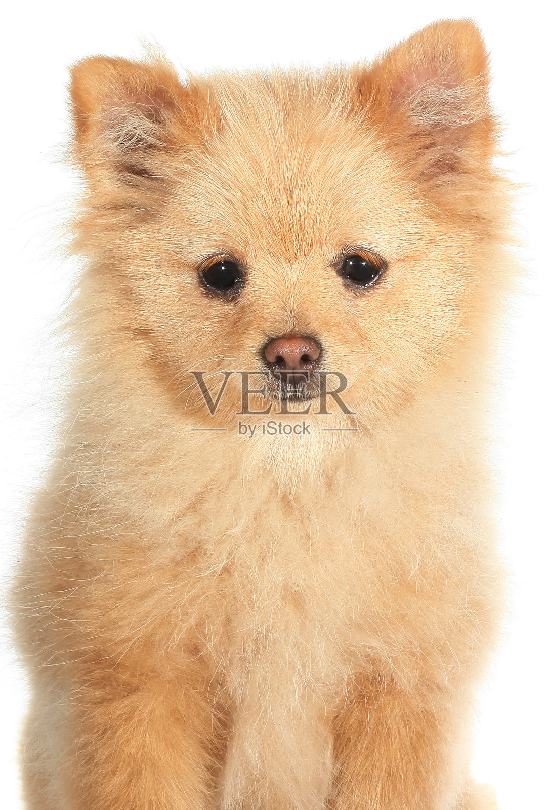 博美犬幼犬照片摄影图片