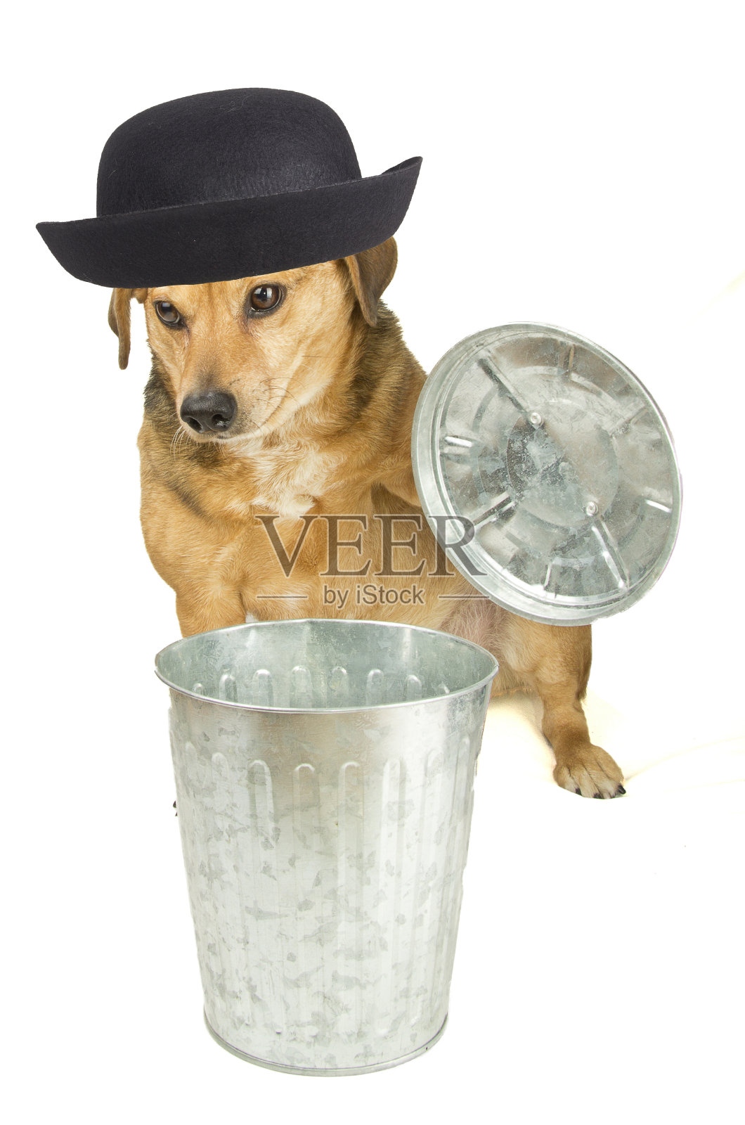 狗和垃圾照片摄影图片