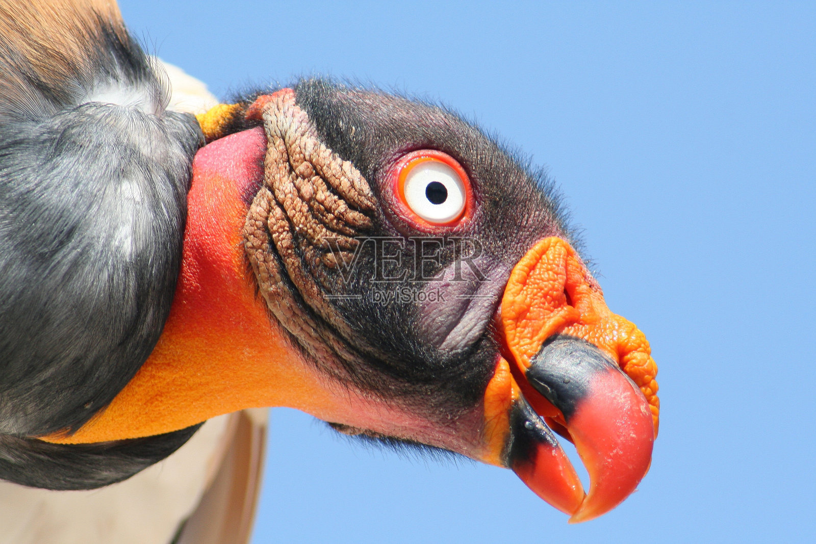 肉苁蓉照片摄影图片