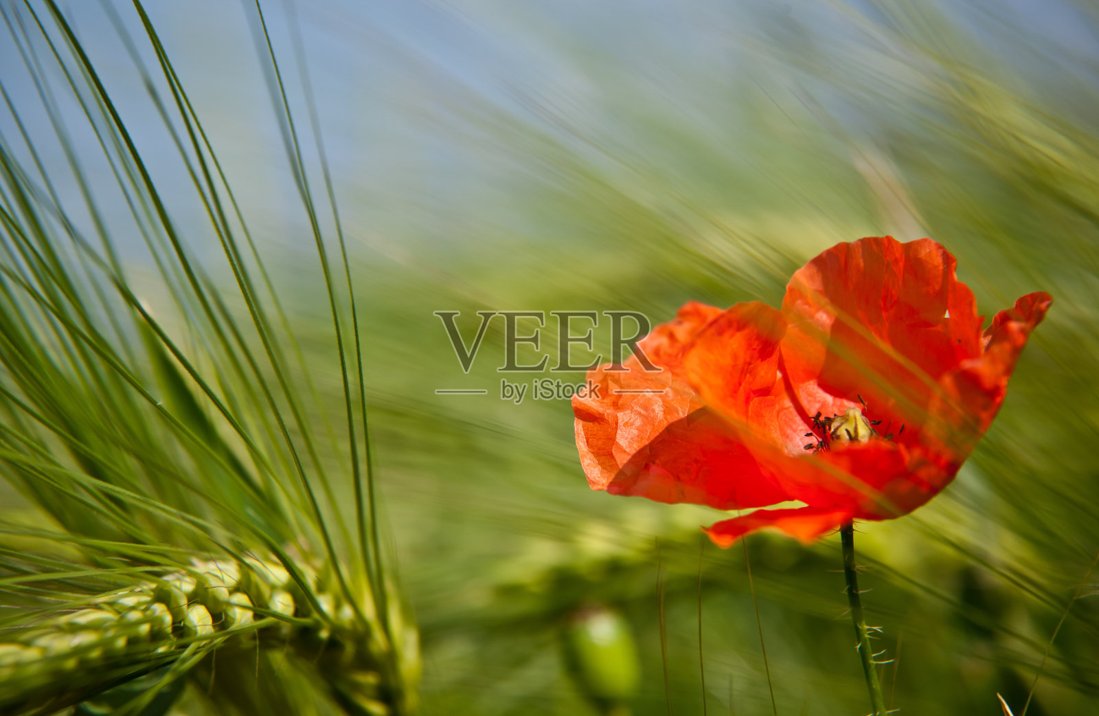 红色罂粟花照片摄影图片