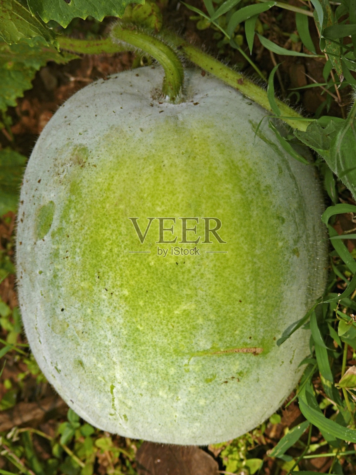 南瓜、Cucurbita浆果照片摄影图片