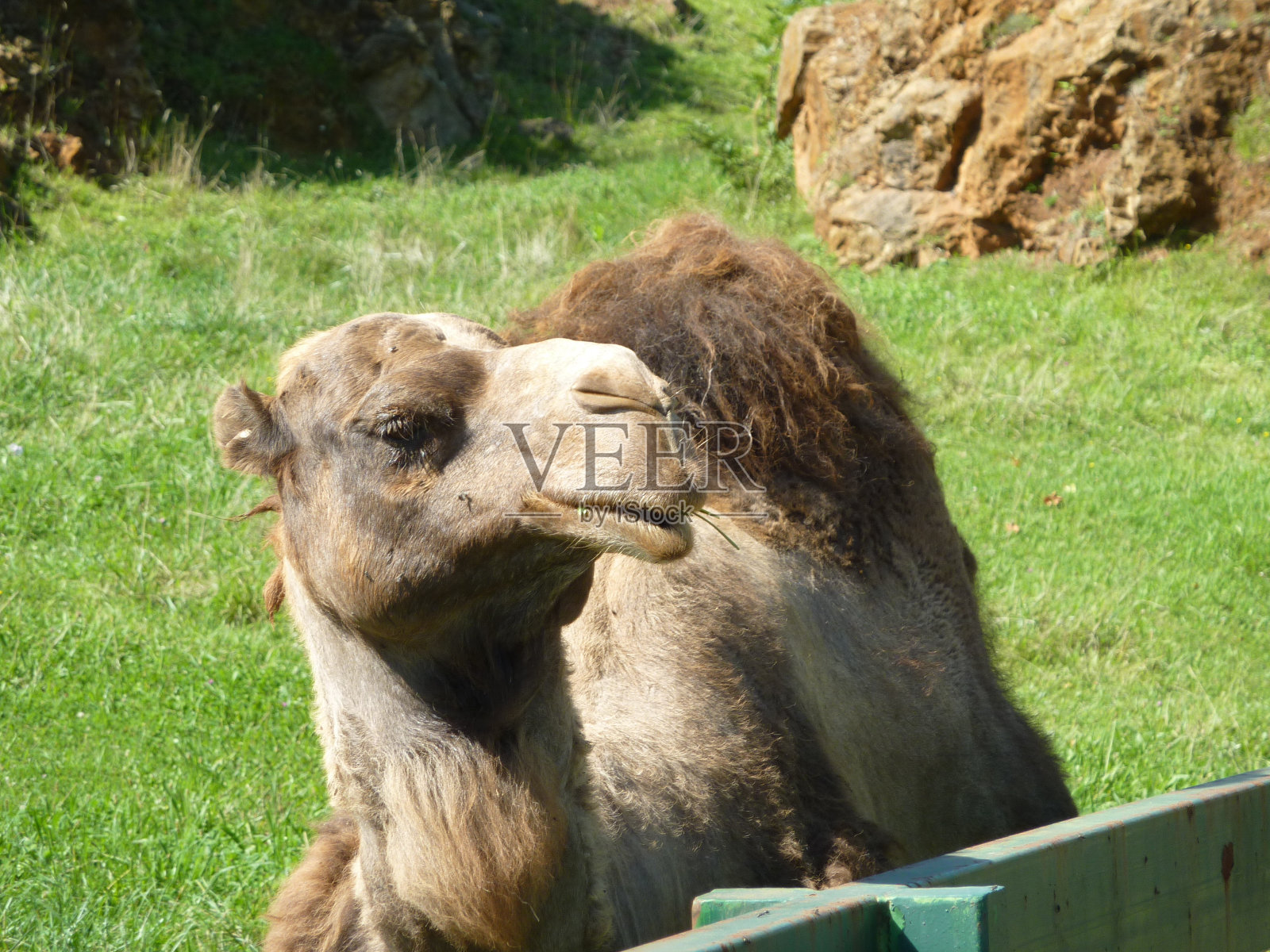 绵羊在野外的特写镜头照片摄影图片