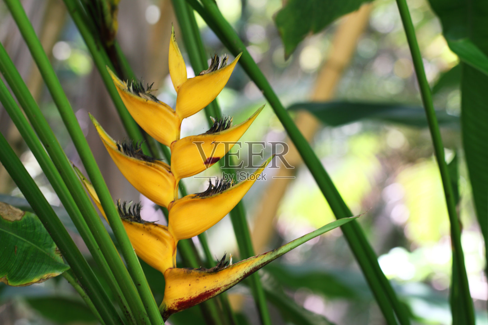 Heliconia angusta“黄色圣诞节”照片摄影图片