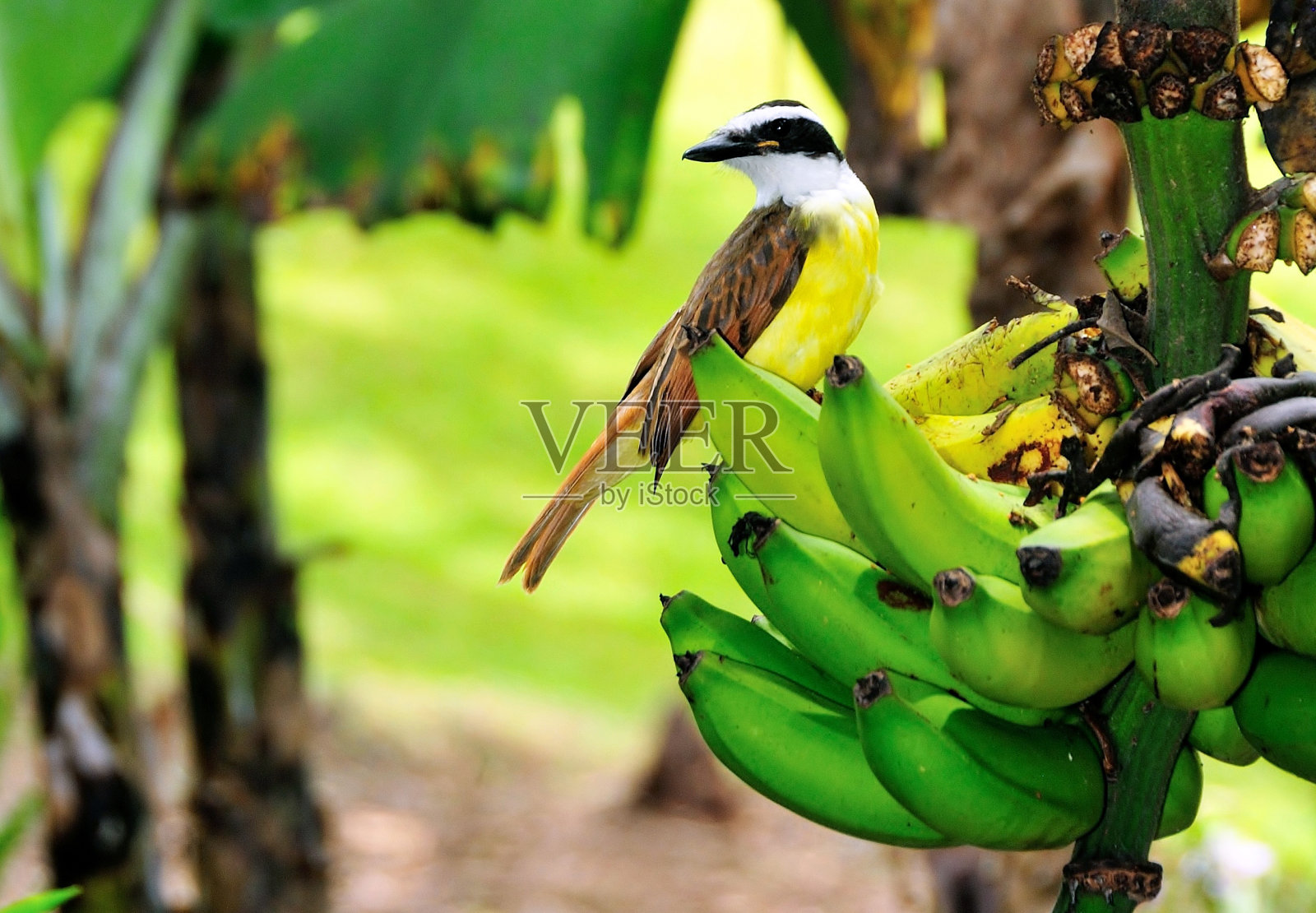 大基斯卡迪照片摄影图片