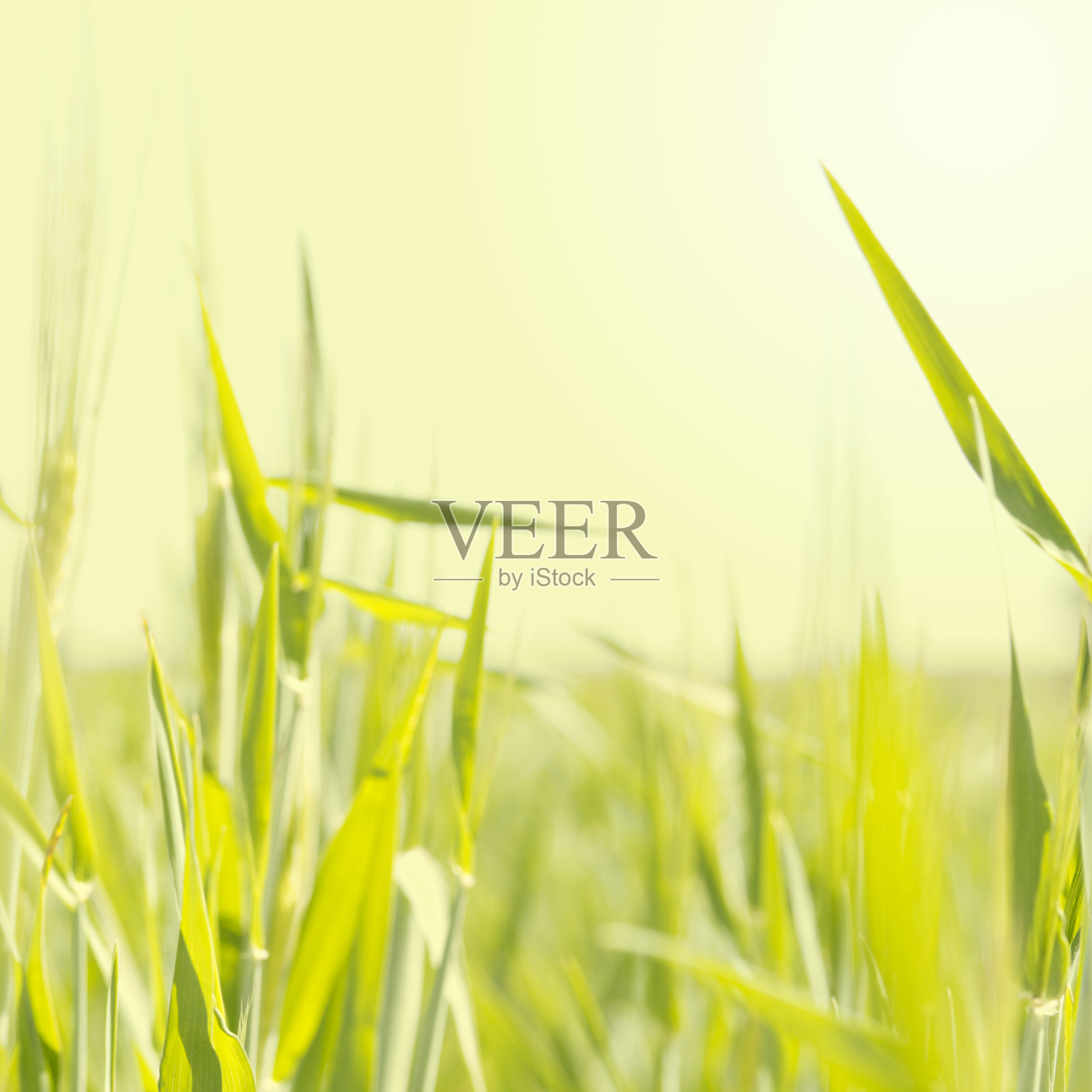 抽象的自然背景照片摄影图片