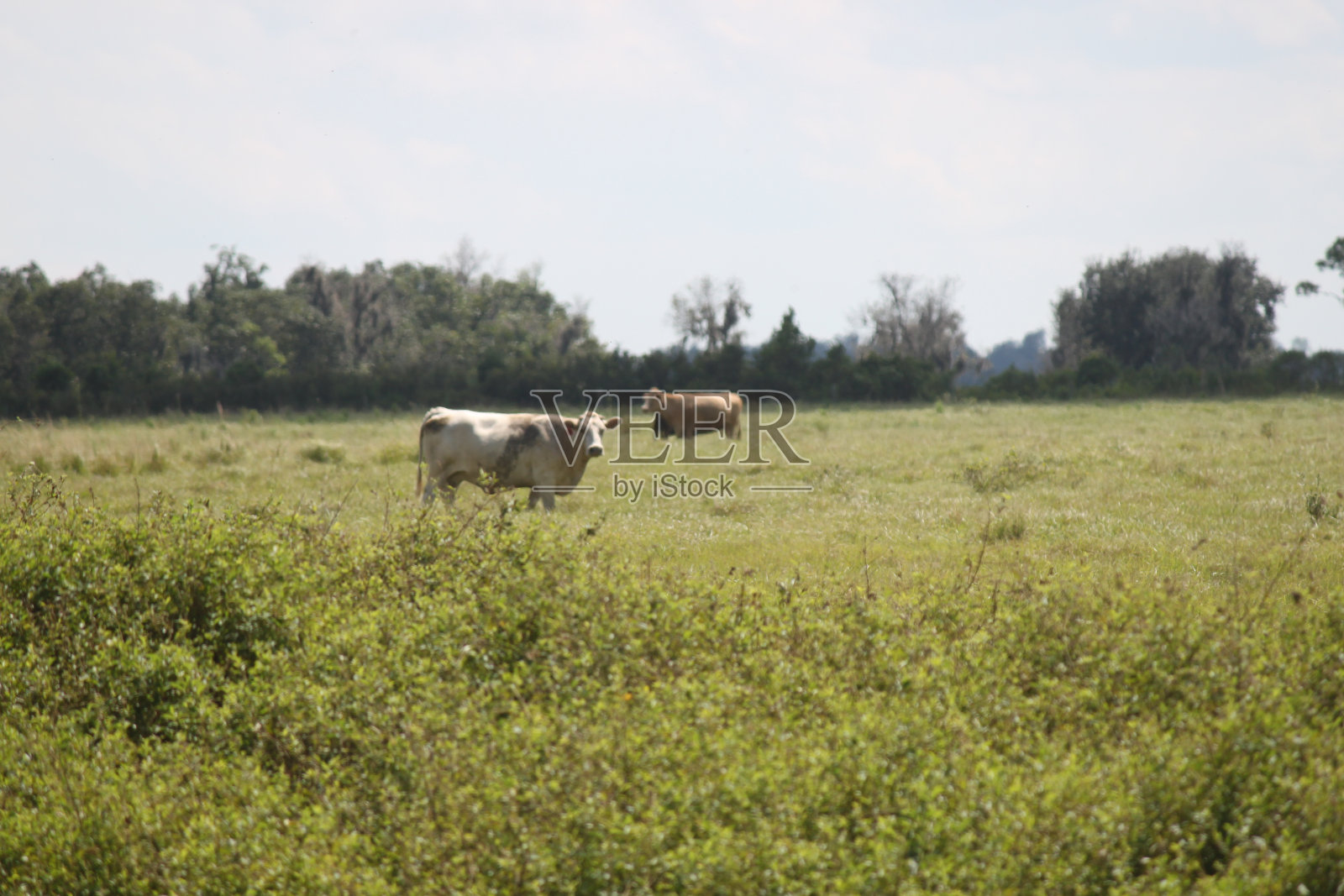 农场里的牛照片摄影图片