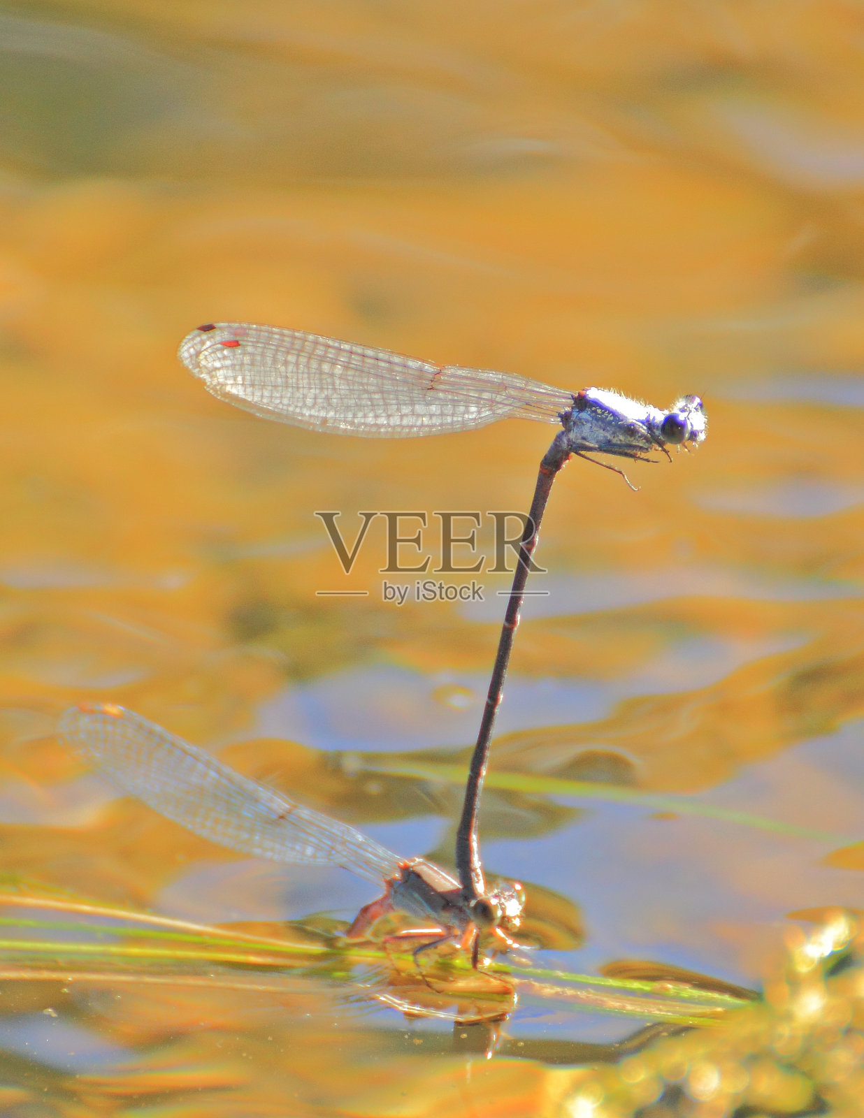 交配豆娘照片摄影图片