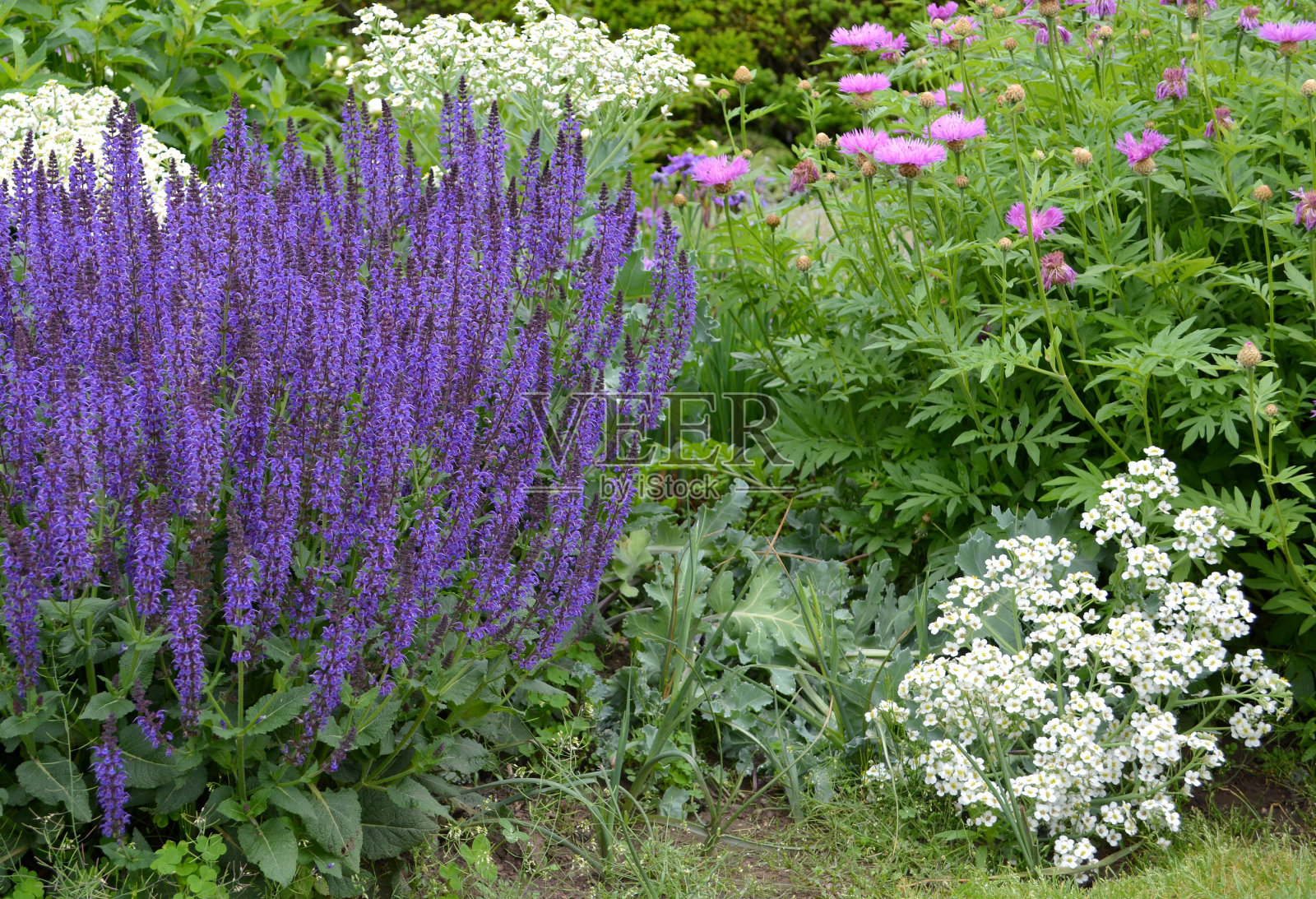 紫鼠尾草照片摄影图片