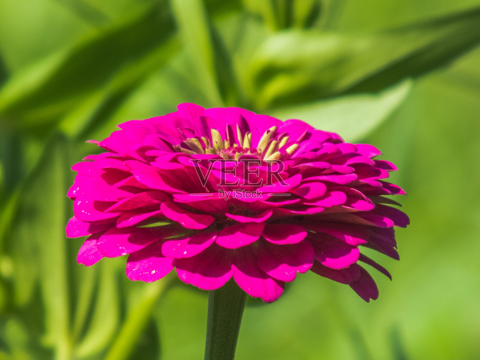 粉红色的漂亮花照片摄影图片