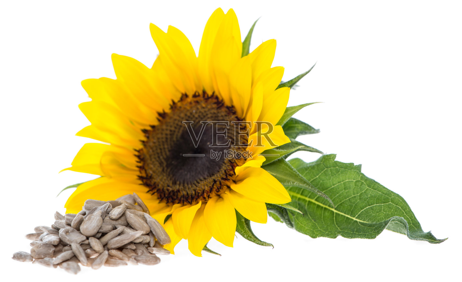 向日葵的种子是白色的照片摄影图片