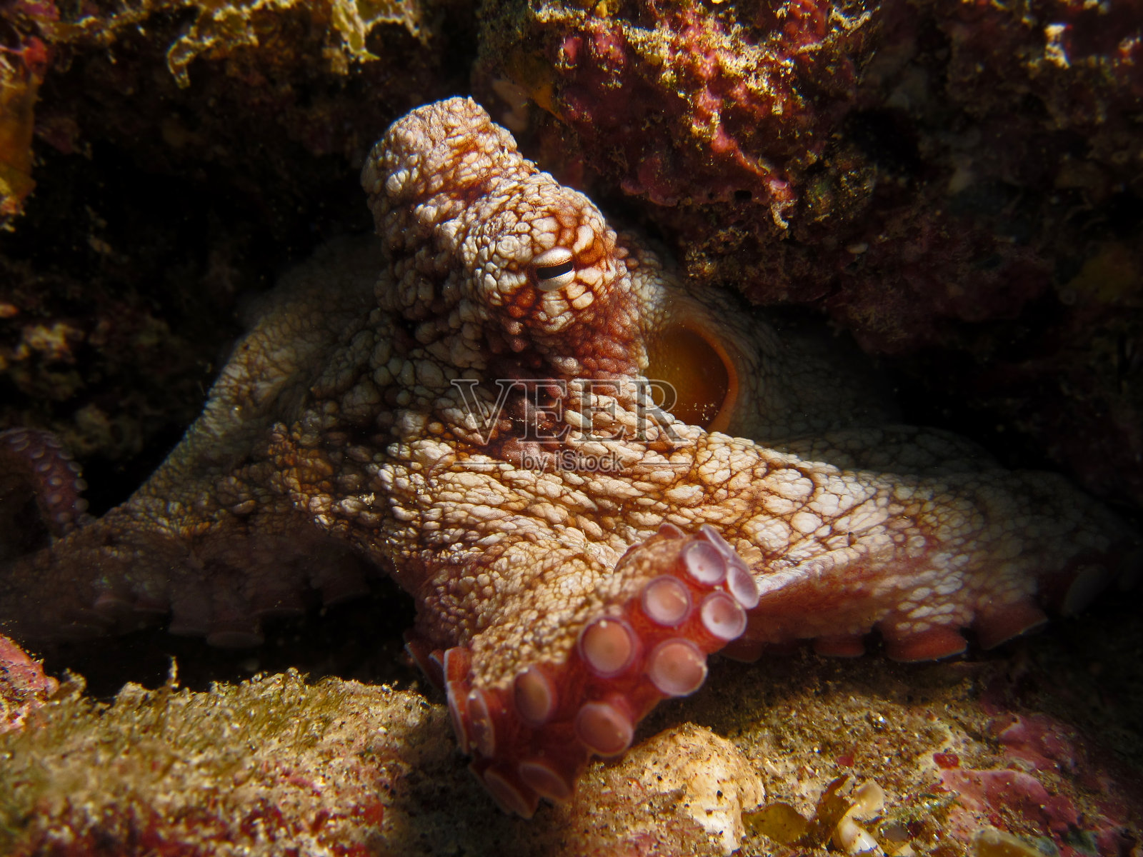 裂缝中的章鱼照片摄影图片