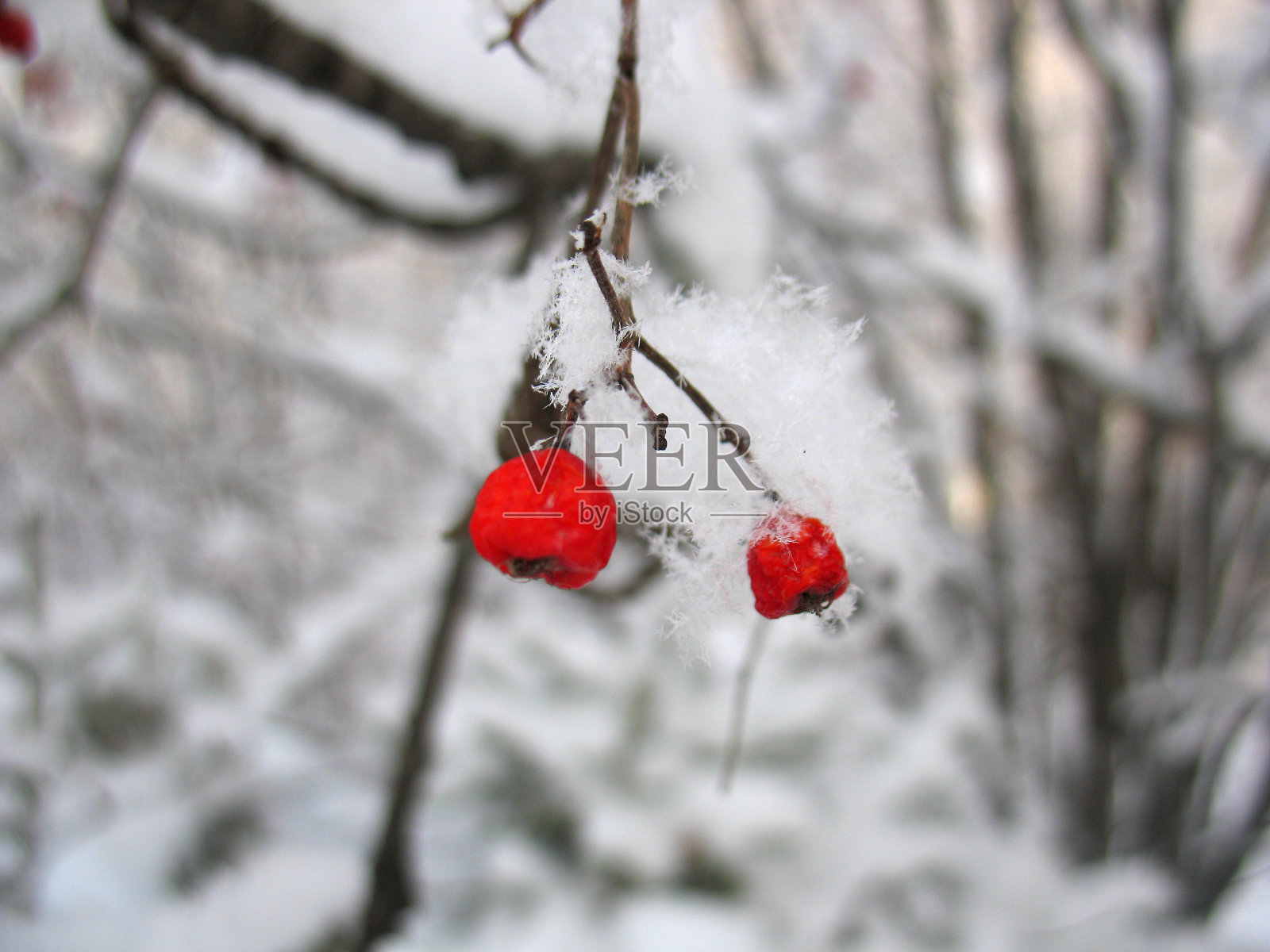服务树和白雪覆盖的红浆果照片摄影图片
