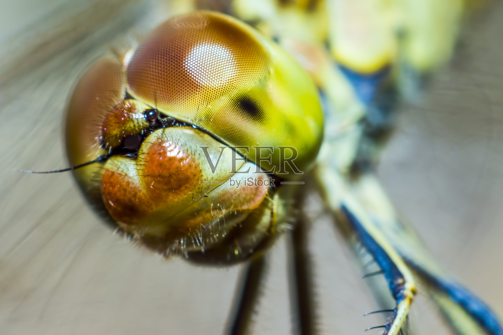 猩红色飞镖的肖像(红斑鳄鱼)照片摄影图片