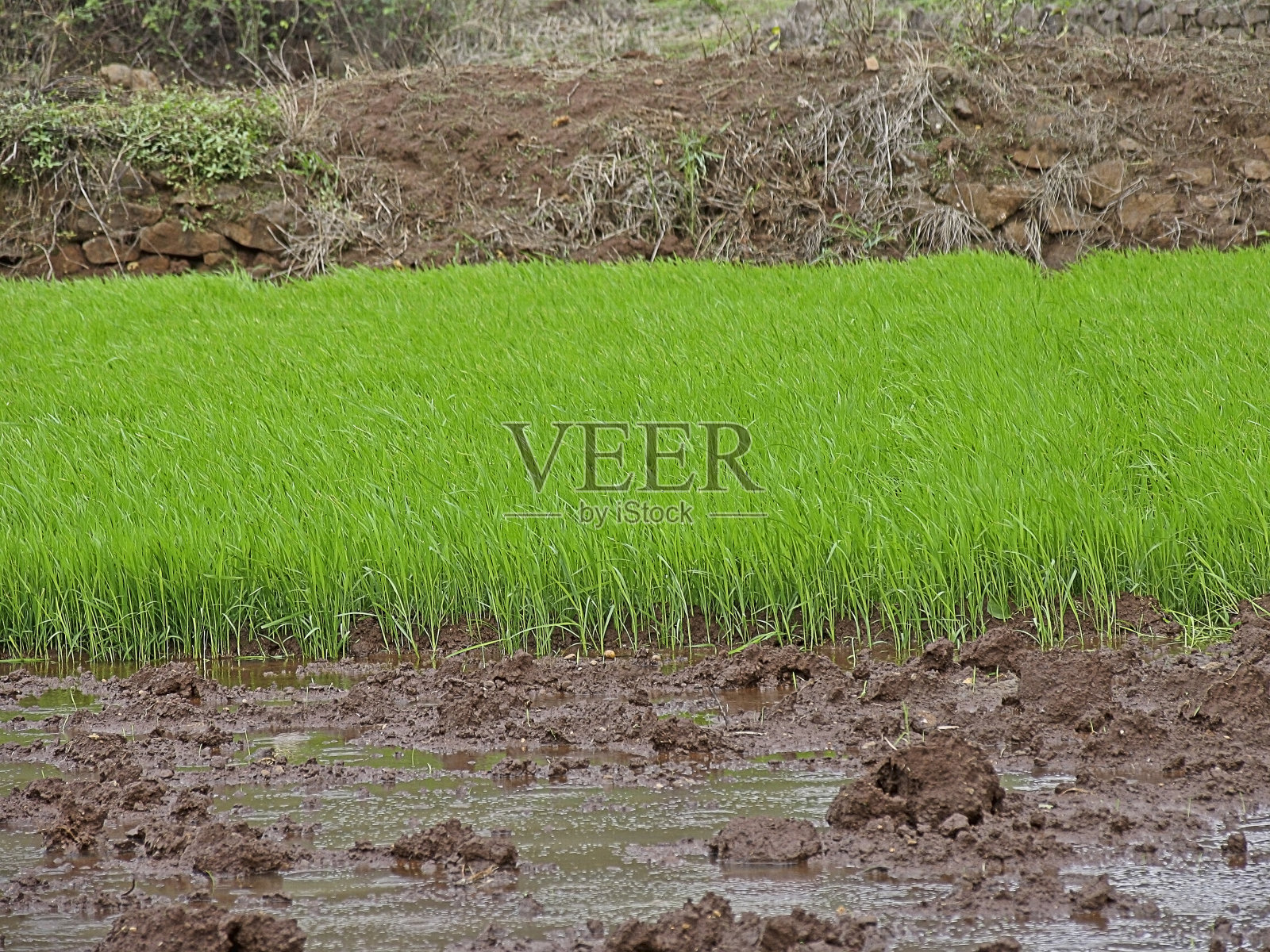 绿色的稻田,水稻作物照片摄影图片
