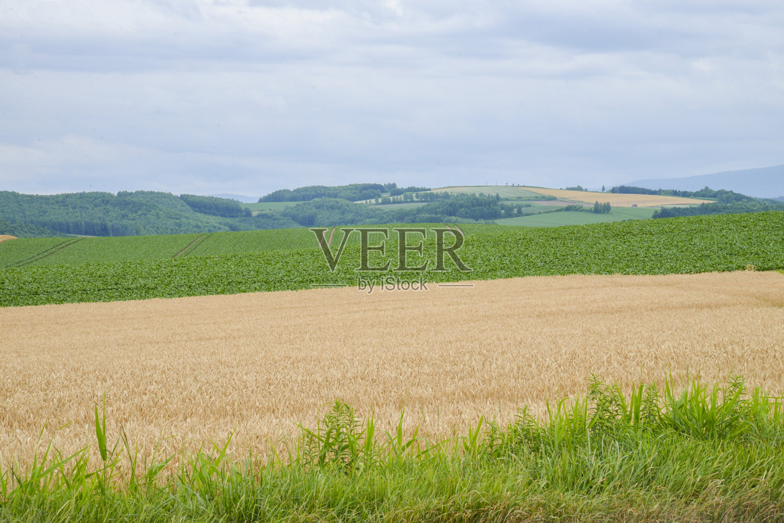 绿色和金色的稻田照片摄影图片
