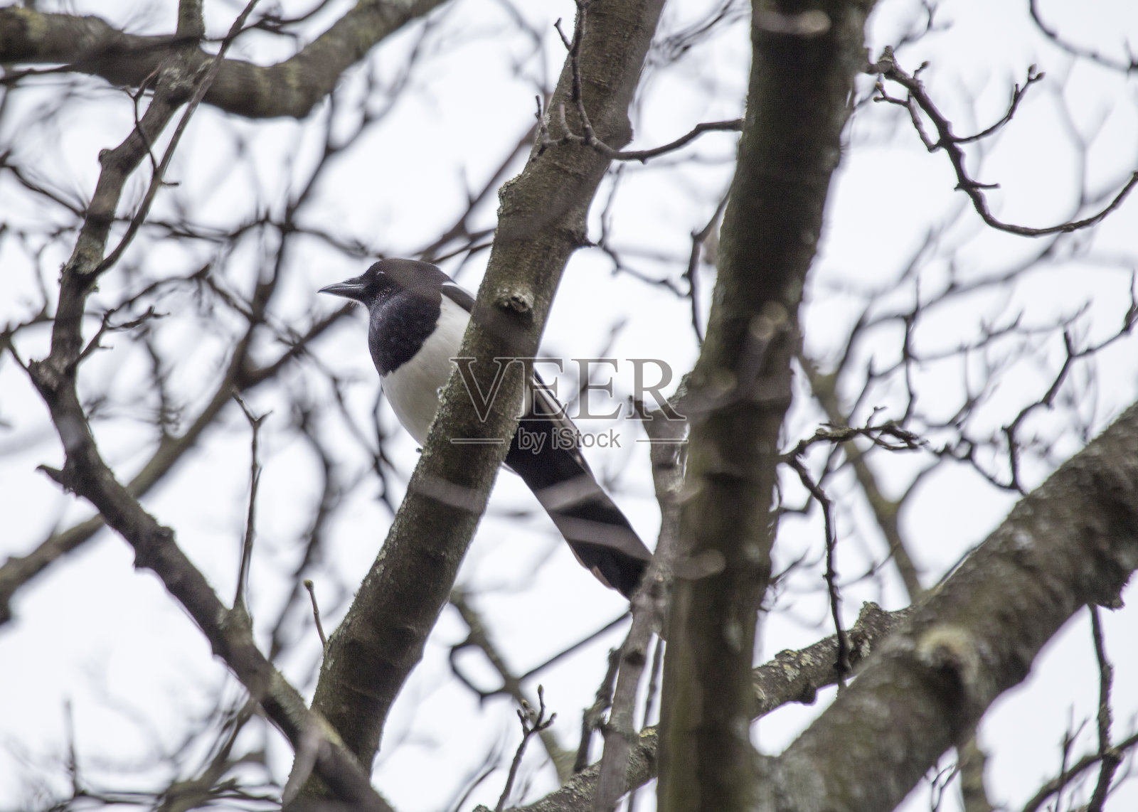 喜鹊(匹卡匹卡)照片摄影图片