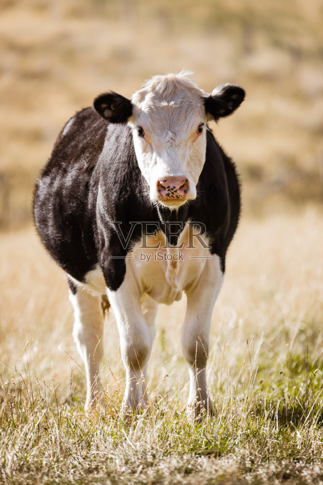 年轻的牛照片摄影图片